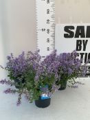 THREE NEPETA PERSIAN BLUE IN 2 LTR POTS. APPROX 20-30CM TALL, TO BE SOLD FOR THE THREE