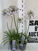 TWO AGAPANTHUS WITH STUNNING FLOWERS 'FIREWORKS' IN 3 LTR POTS. APPROX 90-100CM IN HEIGHT. TO BE