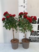 TWO RED STANDARD ROSES IN FLOWER IN 3 LITRE POTS, APPROX 70CM TALL. TO BE SOLD FOR THE TWO