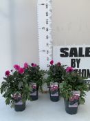 FOUR GARDENETTA DAHLIA LILAC IN TWO LITRE SQUARE POTS TO BE SOLD FOR THE FOUR
