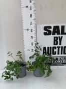 TWO LARGE ITALIAN FLAT LEAVED PARSLEY HERBS IN 3 LTR POTS. APPROX TALL, TO BE SOLD FOR THE TWO. NO