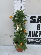 A ORANGE BLACK EYED SUSAN THUNBERGIA ALATA IN A 3 LITRE POT WITH FRAME. APPROX 80CM TALL
