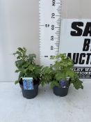 TWO DELPHINIUM MAGIC FOUNTAINS ONE SKY BLUE/WHITE BEE AND ONE DARK BLUE/BLACK BEE IN 3 LTR POTS.