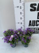 FIVE POTS OF PURPLE FLOWERING CAMPANULA ADDENDA FLOWERS FOR 4-6 WEEKS THREE TIMES A YEAR AND