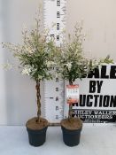 TWO SALIX FLAMINGO STANDARD TREES WITH PLAITED STEMS. IN 3 LTR POTS , APPROX 90-100CM TALL, TO BE
