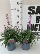 TWO ERYSIMUM HYBRIDE BOWLES MAUVE IN 2 LITRE POTS. APPROX 40-50CM TALL, TO BE SOLD FOR THE TWO