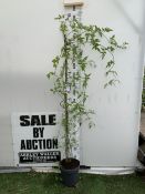 ONE LARGE JASMINE OFFICINALE COMMON JASMINE IN A 5 LTR POT. FLOWERS HAVE A WONDERFUL SCENT. APPROX