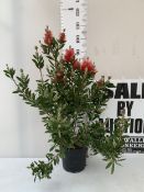 ONE LARGE CALLISTEMON CRIMSON BOTTLEBRUSH IN A 6 LTR POT. APPROX 110CM IN HEIGHT, IN FLOWER