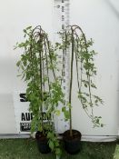 TWO LARGE SALIX CAPREA 'KILMARNOCK' WEEPING WILLOW IN 7 LTR POTS. APPROX 160CM TALL, TO BE SOLD