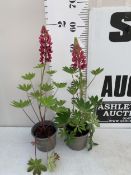 TWO MIXED LUPINS 'RUSSELL HYBRIDS' IN 1 LTR POTS. APPROX 60CM TALL IN FLOWER, TO BE SOLD FOR THE