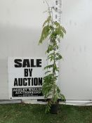 ONE WHITE WISTERIA SINENSIS 'ALBA' IN A 2 LTR POT. APPROX 160CM TALL.
