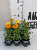 NINE MIXED MARIGOLDS IN P9CM POTS. APPROX 20-30CM TALL, TO BE SOLD FOR THE NINE
