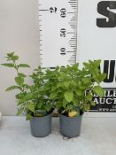 TWO GARDEN HERBS LEMON BALM 'FIT' IN 1 LTR POTS. APPROX 30CM TALL TO BE SOLD FOR THE TWO. NO VAT