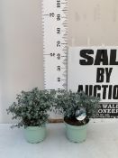 TWO EUCALYPTUS GUNNI 'FRESH LOUIS' IN 3 LTR POTS. APPROX 40CM TALL, TO BE SOLD FOR THE TWO