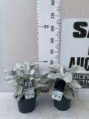TWO SENECIO CANDICANS 'ANGEL WINGS' OR SEA CABBAGE IN 2 LTR POTS. APPROX 20-30CM IN HEIGHT TO BE