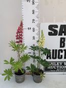 TWO MIXED LUPINS 'RUSSELL HYBRIDS' IN 1 LTR POTS. APPROX 60CM TALL IN FLOWER, TO BE SOLD FOR THE