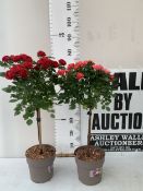 TWO RED AND PINK STANDARD ROSES IN FLOWER IN 3 LITRE POTS, APPROX 70-80CM TALL. TO BE SOLD FOR THE