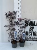 TWO SAMBUCUS BLACK LACE PLANTS 70 - 90CM TALL IN A 2 LTIRE POT TO BE SOLD FOR THE TWO