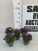 FIVE POTS OF PURPLE FLOWERING CAMPANULA ADDENDA FLOWERS FOR 4-6 WEEKS THREE TIMES A YEAR AND