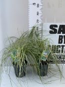 TWO NEW VARIETY MOON FALLS VARIGATED GRASSES IN 3 LITRE POTS TO BE SOLD FOR THE TWO