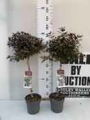 TWO STANDARD WEIGELA FLORIDA MINOR BLACK TREES IN 3 LITRE POTS 90-100CM TALL TO BE SOLD FOR THE TWO