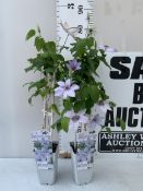 TWO RAYMOND EVISON CLEMATIS BERNADINE CONTINUOUSLY FLOWERING PLANTS IN 2 LITRE POTS WITH FRAME TO BE