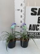 TWO ASTELIA 'SILVER SHADOW' IN 2 LTR POTS. APPROX 30CM TALL, TO BE SOLD FOR THE TWO