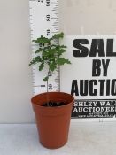 ONE ENGLISH OAK QUERCUS ROBUR SAPLING IN A 7 LTR POT. APPROX 70CM TALL