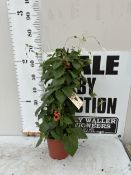 A DARK ORANGE BLACK EYED SUSAN THUNBERGIA ALATA IN A 3 LITRE WITH FRAME POT 70CM TALL