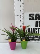 TWO GUZMANIA BALL BROMELIA HOUSE PLANTS IN VIBRANT CERAMIC POTS. APPROX 40CM TALL, TO BE SOLD FOR