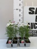 EIGHT PINK AND WHITE COSMOS ON TWO TRAYS. APPROX 40CM TALL, TO BE SOLD FOR THE EIGHT