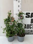 TWO LARGE BLUE PASSION FLOWER PASSIFLORA CAERULEA HARDY EVERGREEN CLIMBERS IN 3 LTR POTS. ON A