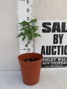 ONE ENGLISH OAK QUERCUS ROBUR SAPLING IN A 7 LTR POT. APPROX 70CM TALL