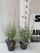 TWO PURPLE PEROVSKIA ATRIPLICIFOLIA BLUE SPIRE 'RUSSIAN SAGE' PERENNIAL PLANTS. IN 2 LTR POTS,