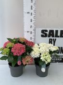 TWO LARGE MOPHEAD HYDRANGEAS IN FLOWER IN 5 LTR POTS. ONE PINK, ONE WHITE APPROX 40-50CM TALL. TO BE
