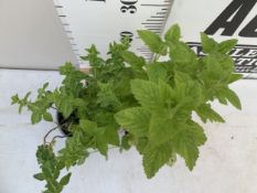TWO MIXED GARDEN HERBS - ONE OREGANO 'PONCHO' AND ONE LEMON BALM 'FIT'. IN 1 LTR POTS APPROX 30-40CM