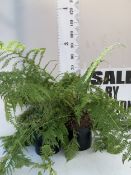 TWO LARGE DRYOPTERIS FERNS IN 10 LTR POTS. APPROX 70-90CM TALL, TO BE SOLD FOR THE TWO