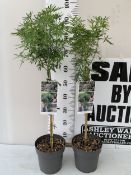 TWO CHOISYA 'WHITE DAZZLER' STANDARD TREES IN 3 LTR POTS. APPROX 90CM TALL, TO BE SOLD FOR THE TWO