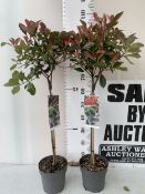 TWO PHOTINIA FRASERI 'CARRE ROUGE' STANDARD TREES IN 3 LTR POTS. APPROX A METRE TALL, TO BE SOLD FOR