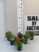 SIX BEGONIAS NON STOP ORANGE IN 9CM POTS. APPROX 20-30CM TALL, TO BE SOLD FOR THE SIX