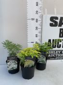 THREE CHOISYA TO INCLUDE WHITE DAZZLER, TERNATA SUNDANCE AND TERNATA WALBERTON'S MOONSHINE IN 2