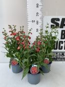 THREE PENSTEMON 'PHOENIX RED' PERENNIAL WITH LARGE BELL SHAPED RED FLOWERS. IN 2 LTR POTS, APPROX