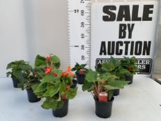 NINE BEGONIAS NON STOP ORANGE IN 9CM POTS. APPROX 20-30CM TALL, TO BE SOLD FOR THE NINE