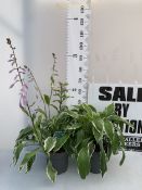 TWO HOSTAS IN FLOWER IN 5 LTR POTS. APPROX 70CM TALL, TO BE SOLD FOR THE TWO