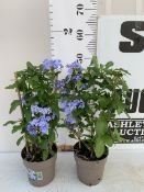 TWO BLUE PLUMBAGO PLANTS ON A TRELLIS, PATIO READY. IN 2 LTR POTS APPROX 50-60CM TALL, TO BE SOLD