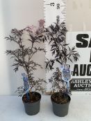 TWO SAMBUCUS BLACK LACE PLANTS APPROX 80CM TALL. IN A 2 LTIRE POT TO BE SOLD FOR THE TWO