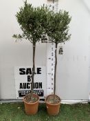 TWO LARGE ITALIAN OLIVES IN A 7.5 LTR POT. APPROX 180CM TALL. TO BE SOLD FOR THE TWO. NO VAT