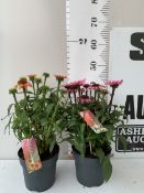 TWO ECHINACEA IN MIXED COLOURS IN 2 LTR POTS. APPROX 40-50CM TALL, TO BE SOLD FOR THE TWO