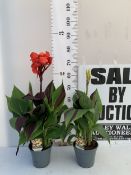 TWO CANNA 'CLEOPATRA' IN FLOWER. IN 2 LTR POTS APPROX 50CM TALL. TO BE SOLD FOR THE TWO
