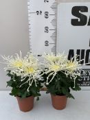 TWO WHITE CHRYSANNE CHRYSANTHEMUM 'FIREWORKS DREAM' IN 1 LTR POTS. APPROX 30-40CM TALL, TO BE SOLD